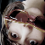 :iconlice-d: