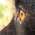 :iconlicoricespice: