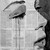 :iconlicorne99: