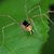 :iconlieutenant-long-legs: