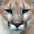 :iconlifedreemur: