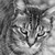 :iconlifeintechnocolour: