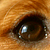 :iconlifeisgreyt: