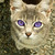 :iconligerface: