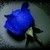 :iconlight-blue-rose: