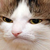 :iconlight-pony: