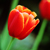 :iconlight-wave: