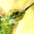 :iconlightbird: