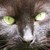 :iconlighteningeyes: