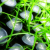 :iconlighteningstudios: