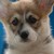 :iconlighteyes99: