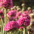 :iconlightingblooms: