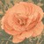 :iconlightlavender: