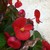 :iconlightning-blossom77: