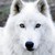 :iconlightning1wolf: