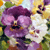 :iconLightViolet: