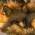 :iconlike-a-f0x: