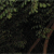 :iconlike-the-angel:
