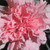 :iconlikeasuperstar14: