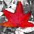 :iconlikethewind: