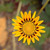:iconlikethewind993:
