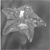 :iconlikwidmoon: