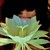 :iconlil-black-cherry:
