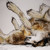 :iconlil-uke-puppie: