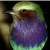 :iconlilac-roller: