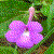 :iconlilas: