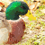 :iconlilaud: