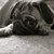 :iconlilchicky411: