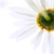 :iconlildudelola: