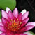 :iconliliaclily: