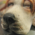 :iconlilian7:
