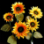 :iconlilianlonghi: