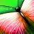 :iconliliart3: