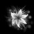 :iconlilies-equinox: