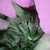 :iconlilispooks: