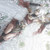 :iconlilith-sauren: