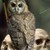 :iconlilith81: