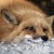 :iconlilithka: