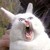 :iconliliu92: