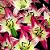 :iconlilium-acapulco: