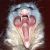 :iconlilium-irae: