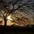 :iconlilium-lily: