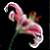 :iconlilium-stargazer: