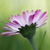 liliumdk :iconliliumdk: