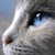:iconlilletrille123: