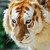 :iconlillian-werewolf: